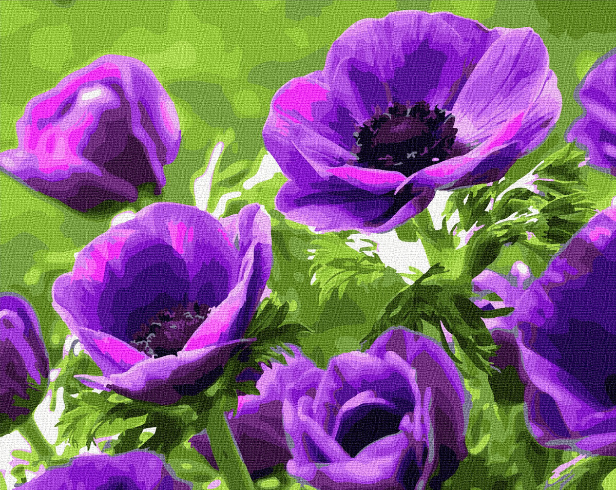 Coquelicots violets - Peinture par numéro