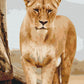 Jeune lionne - Peinture par numéro