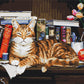Chat sur la bibliothèque - Peinture par numéro