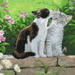 Quelques chatons - Peinture par numéro