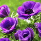 Coquelicots violets - Peinture par numéro