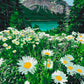 Marguerites par les montagnes - Peinture par numéro