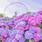 Voir sur l'hortensia - Peinture par numéro