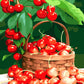 Cerises - Peinture par numéro