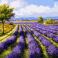 Champs de lavande - Peinture par numéro